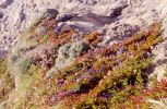 PICTURES/California Coastline, Fort Ross and a Little Wine/t_Coastline12.jpg